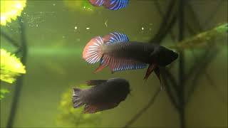 Siamesischer Kampffisch Betta splendens Wildform [upl. by Erbas]