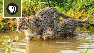 Fishing Kittens See Water For the First Time [upl. by Maxwell115]