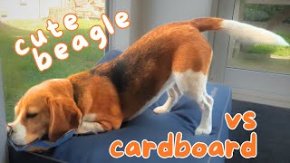 Cute Beagle vs Cardboard Packaging is so much fun [upl. by Enellek]