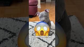 The 3 Scariest Dog Transformations  Cute to Deadly 😨 [upl. by Anaihs]