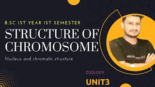 Structure Of Chromosome BSc 1st Year  bsc 1st Semester structure of chromosome Zoology [upl. by Eecats470]