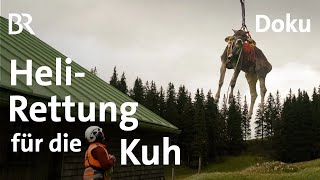 HeliRettung für die Kuh  Ein Jahr mit Bäne  Doku 56  Alpe  Bergmenschen  BR  Allgäu  Kühe [upl. by Grearson]