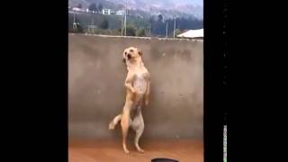 quotEl perruchoquot Perro bailando el serrucho [upl. by Whitehouse]