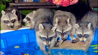 Wild Raccoons have a Pool Party Part 1  Cute Baby Raccoons [upl. by Salvay]