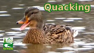 Mallard duck quacking  call sounds  Female  Hen [upl. by O'Conner]