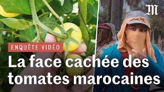 La face cachée des tomates marocaines à bas prix  enquête sur une maind’œuvre à bas coût [upl. by Alikahs]