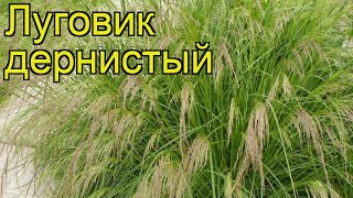 ЩучкаЛуговик дернистый Краткий обзор описание характеристик deschampsia caespitosa [upl. by Ahsauqram]