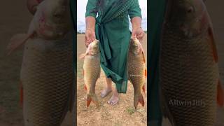 பன்னி கெண்டை மீன்🐬 Carp Fish  ரோகு allwinjilly villagelife nature kids story netfishing [upl. by Oiramd]