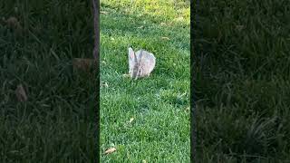 Rabbit eating grass [upl. by Ticon]