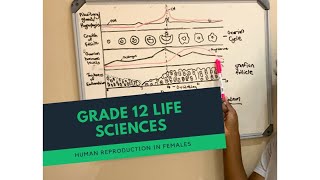 Grade 12 Life Sciences  Human Reproduction System Menstrual Cycle [upl. by Alleoj]