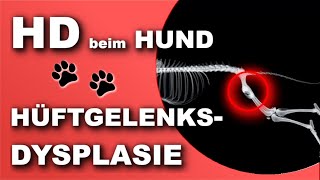 HD  Hüftdysplasie  Hüftgelenksdysplasie beim Hund EINFACH ERKLÄRT 2019 [upl. by Ellersick437]