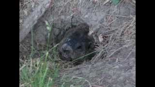 Odgłosy świstaka amerykańskiego  Groundhog sound [upl. by Haggar]