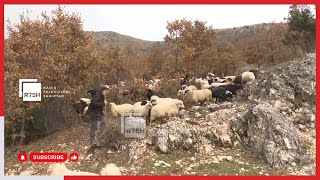 Zhvillimi i turizmit rural në Tepelenë Bashkia dhe FSHZH gati dy projekte [upl. by Letnohc17]