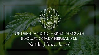 Understanding herbs through Evolutionary Herbalism Nettle Urtica dioica [upl. by Fugazy]