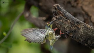 coppersmith barbet [upl. by Baudoin]