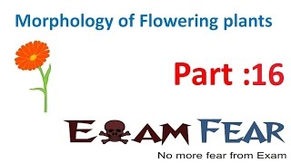 Biology Morphology of Flowering Plants part 16 Types of Leaves Simple Compound CBSE class 11 XI [upl. by Ialocin934]