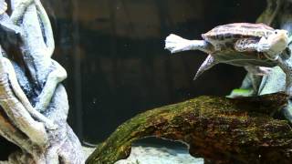 Diamondback terrapins swim around their tank [upl. by Alra]