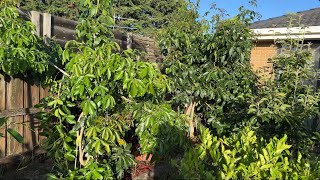 Update 6 WHITE SAPOTE  2 new transfer into ground 💥🇦🇺EP435 [upl. by Gotthard]