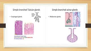 Glandular Epithelium [upl. by Enayd586]