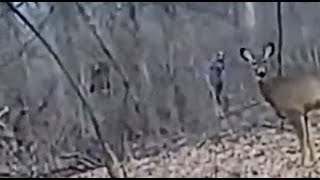 THEY ARE NOT DEMONIC TWO SCARY HUMANOID FIGURES CAPTURED ON LIVE STREAM STALKING A DEER [upl. by Leamaj]