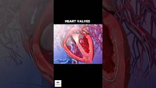 The Four Heart Valves  LearnWithMusawir  cardiology [upl. by Meier]