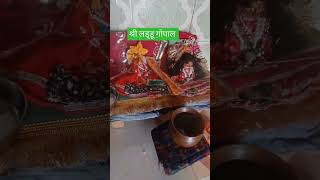 छोटे लडडूगोपाल sadhanpath shots bhajan vrindavan sprititual comedy love [upl. by Hedley718]