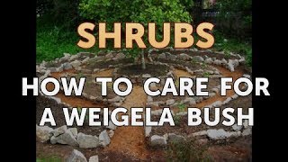 How to Care for a Weigela Bush [upl. by Sydel442]