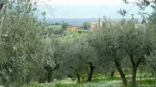 Olive Oil How Its Made in Italy [upl. by Helga519]