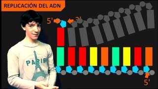 Replicación del ADN  Introducción [upl. by Nataniel276]