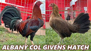 COL GIVENS HATCH ALBANY RED NEWARK FARM  Beautiful Birds Farm Visit [upl. by Odarbil]