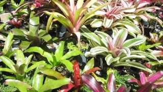 Neoregelia bromeliads explained care sun tolerance growth habit [upl. by Aranahs]