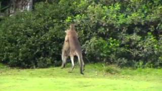 Kangaroo Chokes Kangaroo whilst going the distancewmv [upl. by Agrippina]