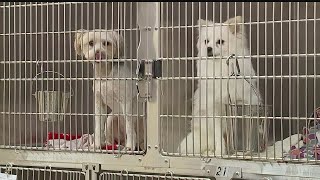 Mahoning County Dog Pound full  no space for surrendered dogs [upl. by Acinonrev]