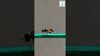 👀🪰Incredible Hoverfly Wire Acrobatics shorts animals wildlife hoverfly insectbehavior [upl. by Charisse]