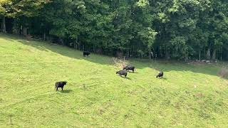 Lowlines one of the best small acreage cattle [upl. by Gothard989]