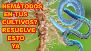 NEMÁTODOS EN TUS PLANTAS❓❓❓ VE ESTE VIDEO Y SABRÁS QUÉ HACER PARA RESOLVERLO 💯 [upl. by Jemmie]