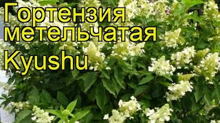 Гортензия метельчатая Киушу Краткий обзор описание характеристик hydrangea paniculata Kyushu [upl. by Nylirej963]