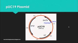 pUC19 Vector and its Features  Usefulness in Cloning [upl. by Walcoff513]