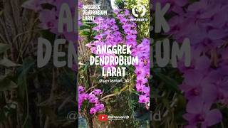 Tanam Anggrek Dendrobium Larat [upl. by Adlaremse]