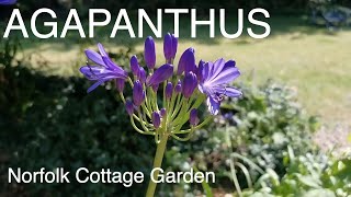 Agapanthus  How To Grow Agapanthus Plants [upl. by Hephzipah]