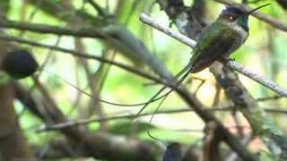 Marvelous Spatuletail Courtship Display [upl. by Eemia]