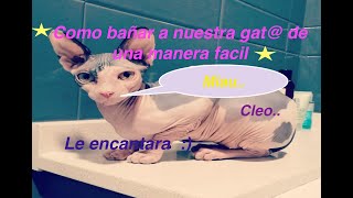 Como bañar a gata o gato sphynx o esfinge facil y sencillo [upl. by Eisinger]