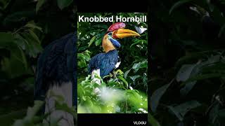 Knobbed Hornbill [upl. by Irep]