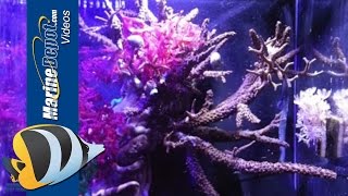 JBJ Cubey Aquarium Review by Metrokat  Marine Depot Product Test Team [upl. by Yr]