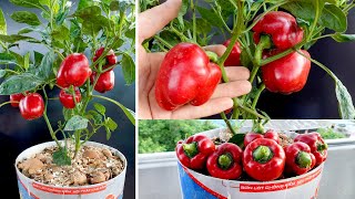 Tips to care and restore bell pepper plants many fruits and easy for beginners [upl. by Dranik820]