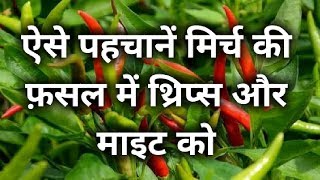 मिर्च के फ़सल में थ्रिप्स माइट का असर। thripsmite attack in chilli crop symptoms [upl. by Yeldahc]