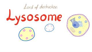 Lysosome [upl. by Hanauq]