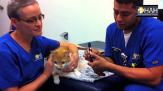 How to get a blood glucose on a cat using a lancet [upl. by Leidag]