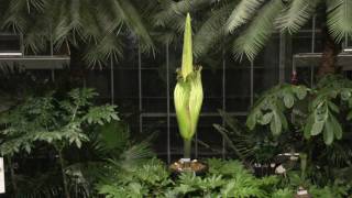 Archive  Corpse Flower at United States Botanic Garden Live Stream  August 2 2016 [upl. by Jase147]