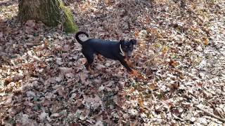 Deutscher Pinscher Buddy 9 Monate alt Auslauf im Wald [upl. by Nagam]